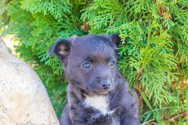 Divertido retrato de lindo cachorro cerca de árbol