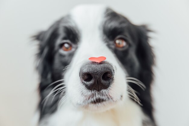 Divertido retrato lindo cachorro de perro border collie con corazón rojo en la nariz sobre fondo blanco.