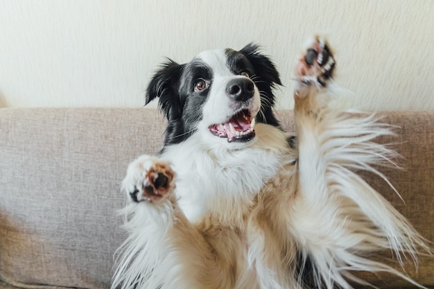 Divertido retrato de lindo cachorro de perro border collie en sofá, jugando en casa en el interior