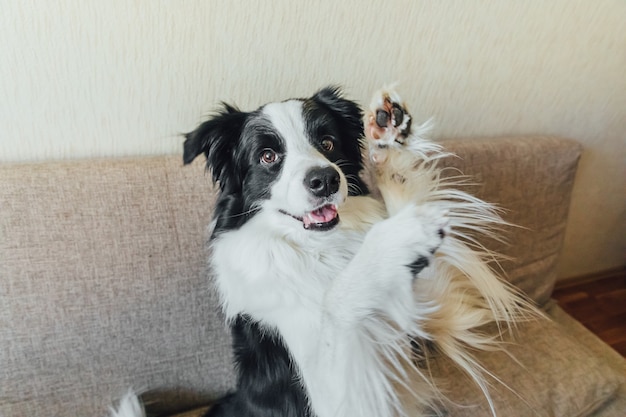 Divertido retrato de lindo cachorro de perro border collie en sofá, jugando en casa en el interior