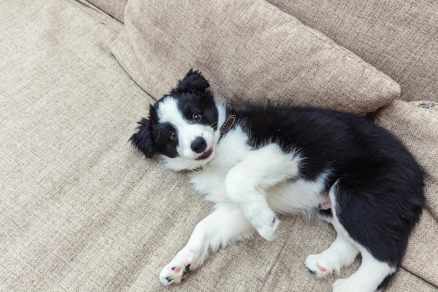 Divertido retrato de lindo cachorro smilling border collie en casa