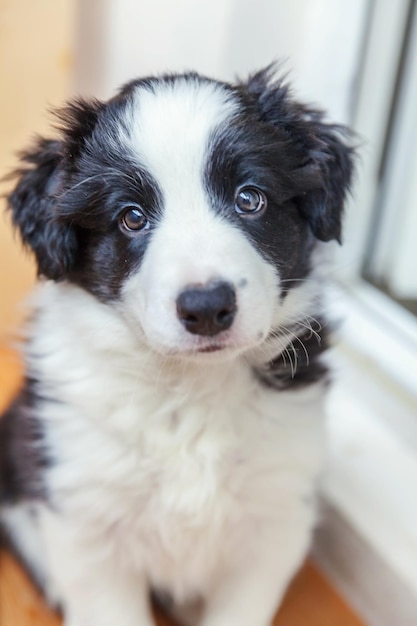 Divertido retrato de lindo cachorro smilling border collie interior. Nuevo miembro encantador de la familia perrito en casa mirando y esperando. Concepto de cuidado de mascotas y animales.