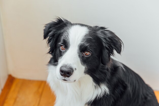 Divertido retrato de lindo cachorro sonriente border collie interior