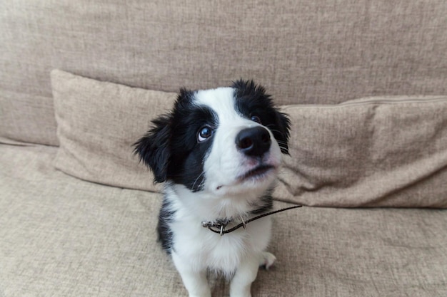 Divertido retrato de un lindo cachorro sonriente collie de frontera en casa en el sofá esperando una recompensa