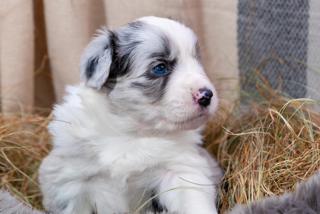 Foto divertido retrato de lindo cachorro tricolor azul merle border collie nuevo miembro encantador de la familia esperando