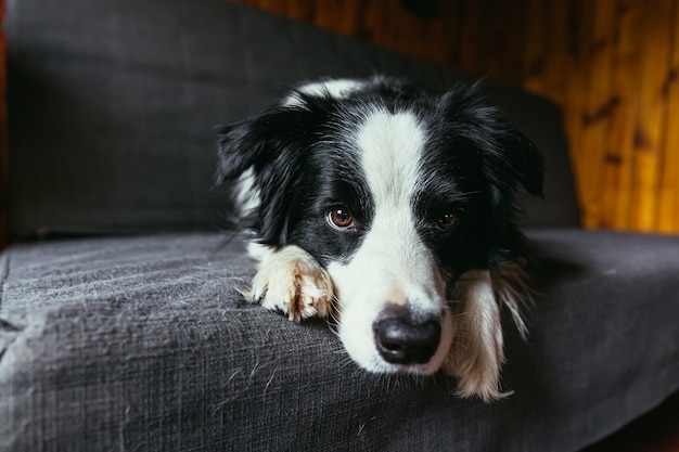 Divertido retrato de lindo perrito border collie sonriente en el sofá en el interior