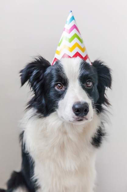 Divertido retrato de lindo perrito border collie sonriente vistiendo cumpleaños tonto sombrero mirando a cámara aislada sobre fondo blanco. Concepto de fiesta de cumpleaños feliz. Vida divertida de los animales de las mascotas.