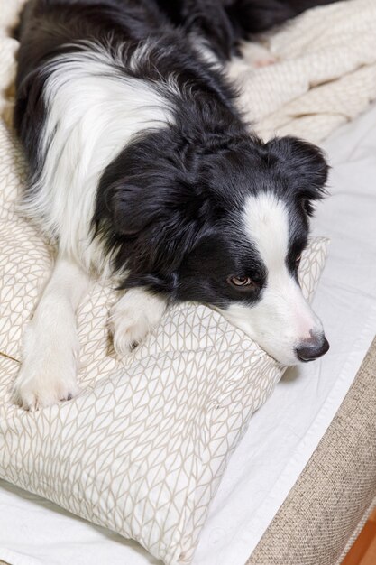 Divertido retrato de lindo perrito border collie sonriente yacía sobre una manta de almohada en la cama.