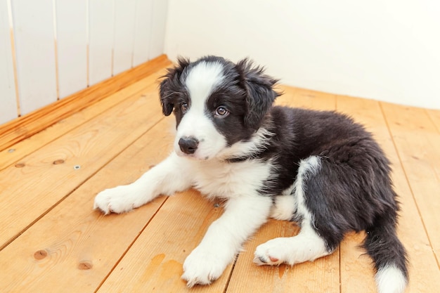 Divertido retrato de lindo perro cachorro smilling border collie en casa