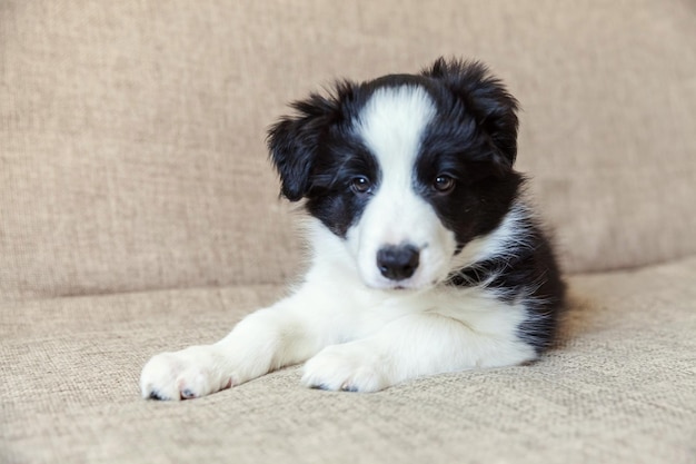 Divertido retrato de lindo perro cachorro smilling border collie en casa