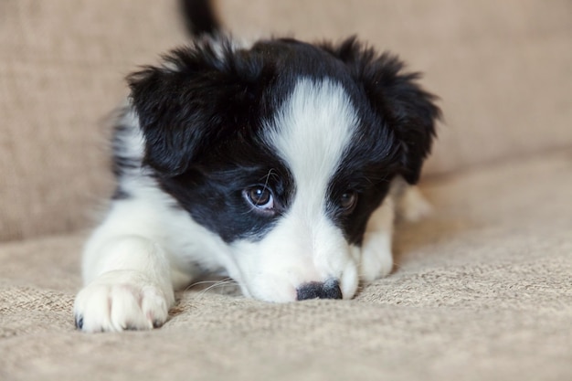 Divertido retrato de lindo sonriente cachorro border collie en casa