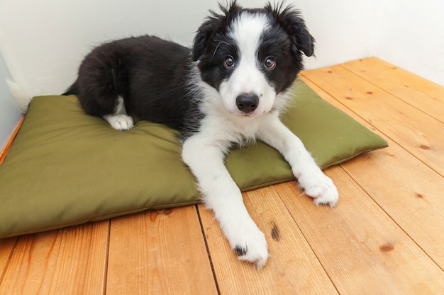 Divertido retrato de lindo sonriente cachorro border collie en casa