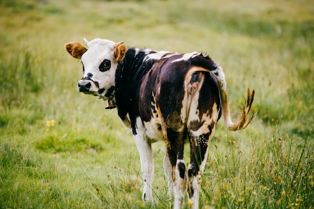 Divertido retrato de vaca desde atrás