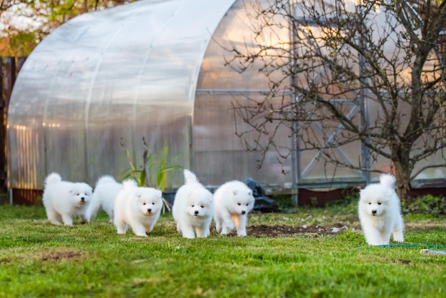 Divertidos cachorros de samoyedo blanco esponjoso están jugando