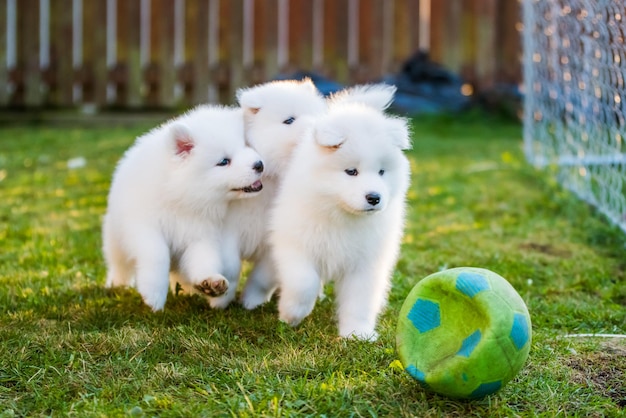 Divertidos cachorros de samoyedo blanco esponjoso están jugando