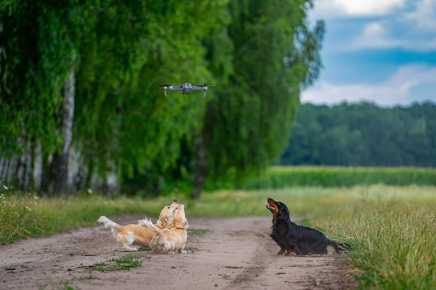 Divertidos perritos atractivos se divierten juntos. Cachorros lindos plaing en hierba verde. Hermosa naturaleza.