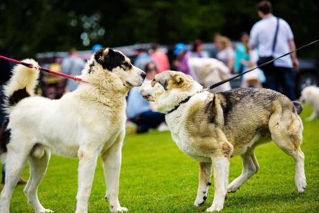 Divertidos perros emocionales están jugando en la hierba verde