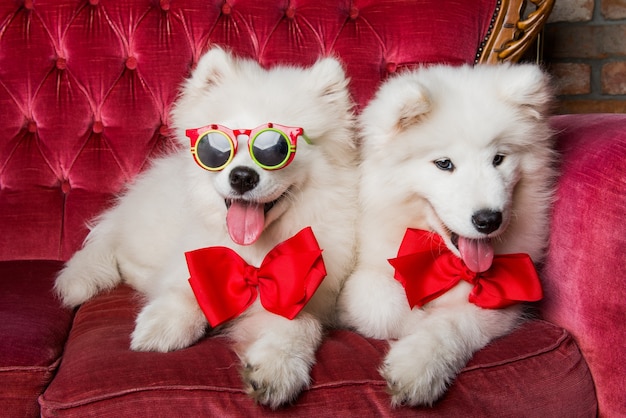 Divertidos perros samoyedo mullidos blancos con arcos rojos en el sofá rojo de lujo. Fiesta de perros