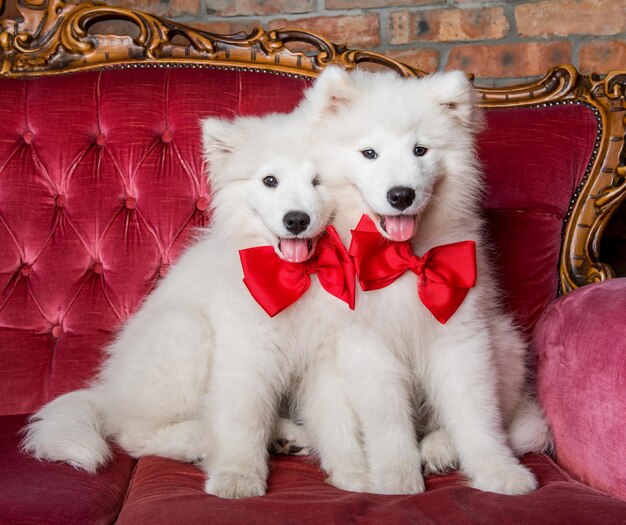 Divertidos perros samoyedos blancos y esponjosos con gafas y lazos en el sofá rojo de lujo. fiesta de perros