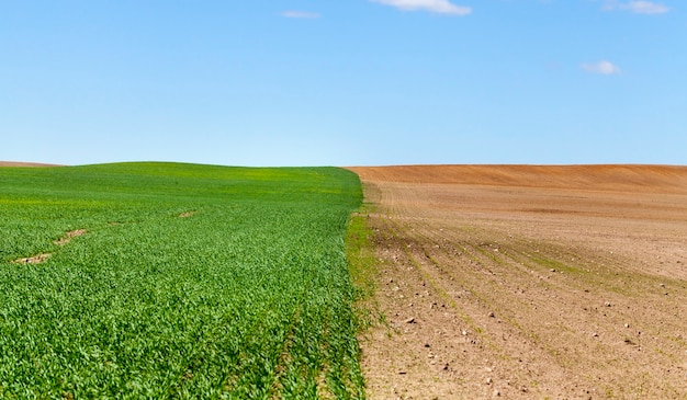 Dividido em partes do campo agrícola, uma das quais cultiva uma safra de cereais de trigo, que já brotou brotos verdes, na segunda metade, solo arado