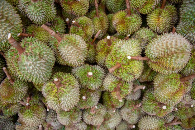 División Durian, después de que los agricultores recolectaran los productos desde el principio en Chanthaburi, Tailandia.