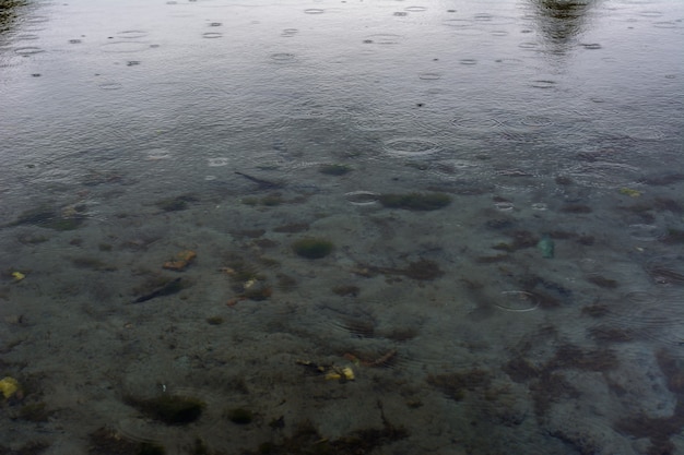 Divorcios por gotas de lluvia en la superficie del agua en el Lago Azul, Kazán. Fondos y texturas de gotas de lluvia sobre el agua durante la lluvia. A través del agua clara se ve el fondo.