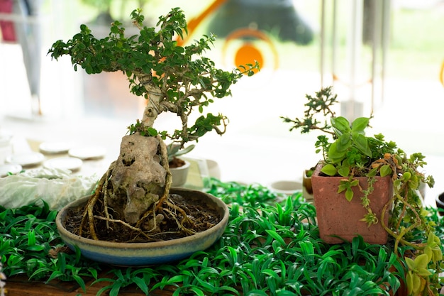 DIY pequeno jardim e pequena árvore e Bonsai para exibição e venda em oficina na Tailândia