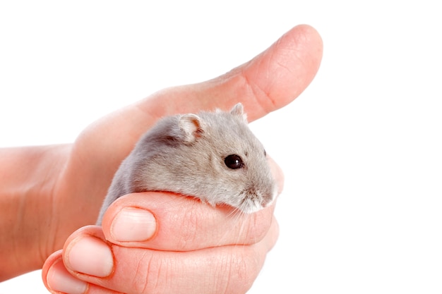 Djungarian Hamster auf der männlichen Hand getrennt