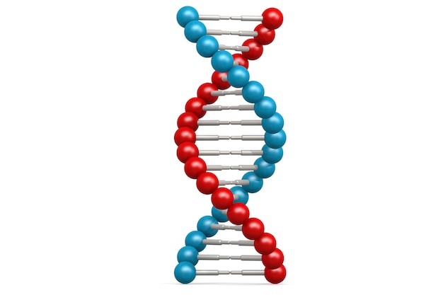 DNA-Modell mit blauen und roten Elementen