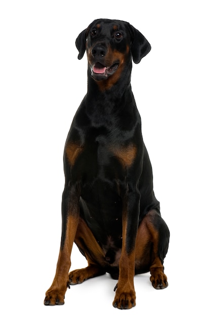 Doberman, 25 meses de edad, sentado