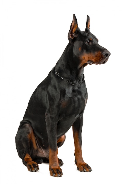 Doberman aislado en blanco