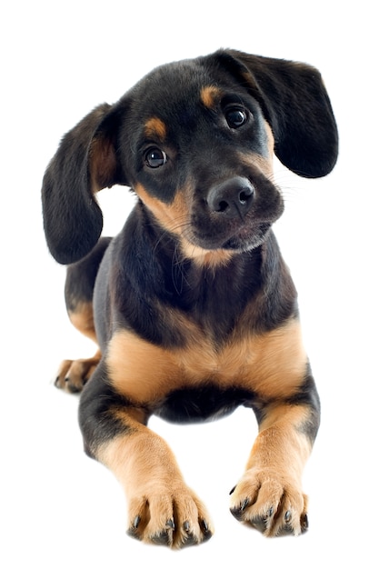 Doberman cachorro en blanco