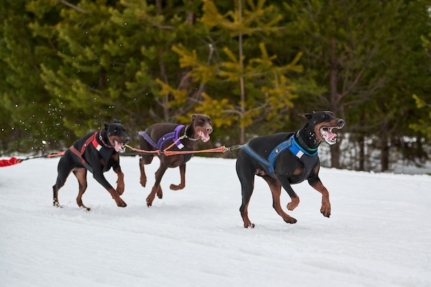 Doberman corrida de cães de trenó no inverno