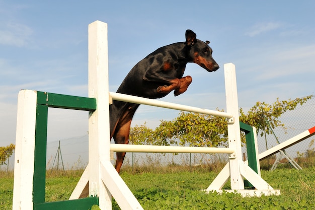 Doberman em agilidade