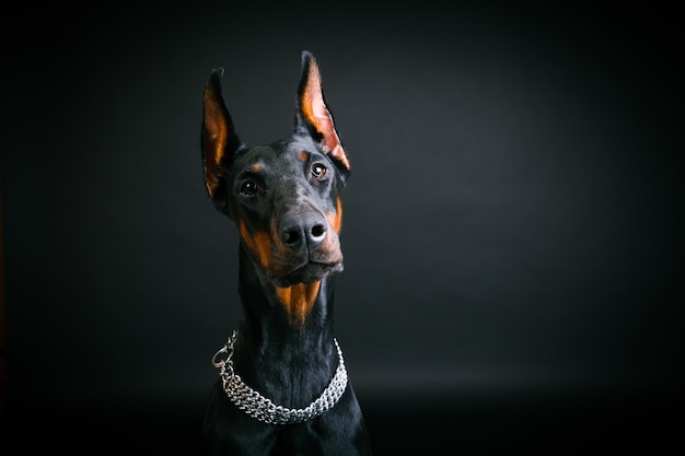 Doberman em um fundo preto. Foto de alta qualidade