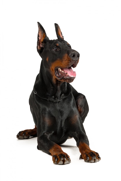 Doberman isolado no branco