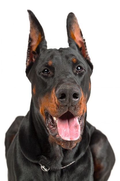 Doberman isolado no branco