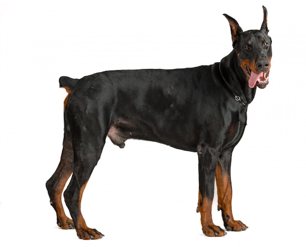 Doberman isolado no branco