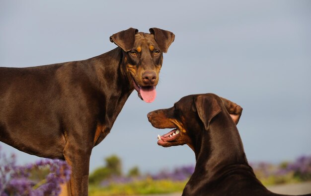 Foto doberman pinchers no campo contra o céu