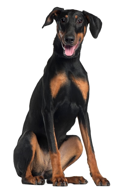 Doberman Pinscher, 8 meses y medio, sentado