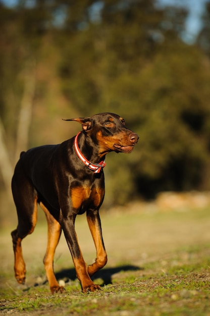 Doberman pinscher na grama no parque