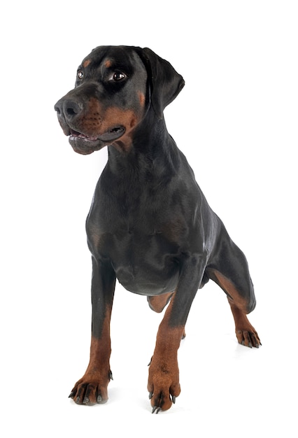 Foto doberman pinscher