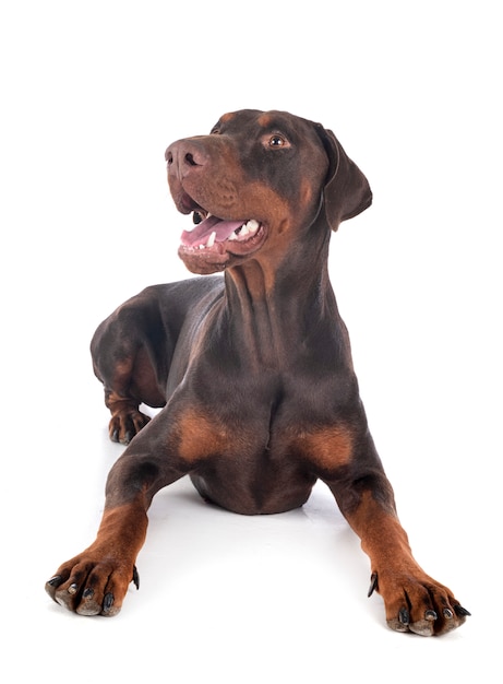 Doberman pinscher