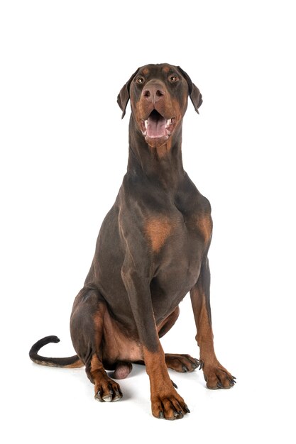 Doberman pinscher