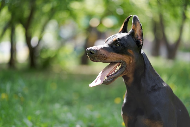 Doberman posando em um parque da cidade