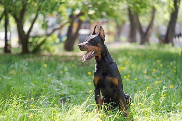 Doberman posando en un parque de la ciudad