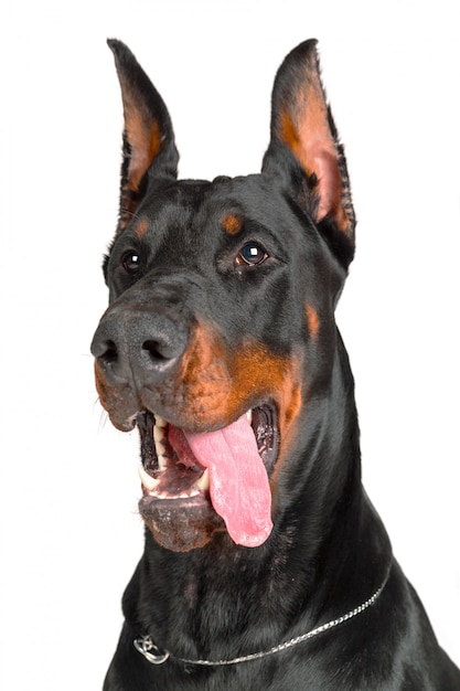 Doberman con su lengua fuera de la boca