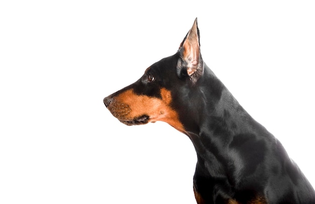 Foto dobermann-hund auf weißem hintergrund schaut zur seite