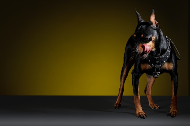 Dobermann-Hund, der in der Studiositzung mit gelbem Hintergrund die Zunge leckt