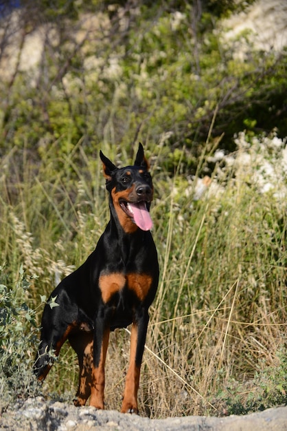 Dobermann-Hund im Freien im Sommer